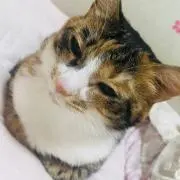ちまき