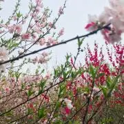 サミーの画像