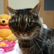くろちゃんの画像