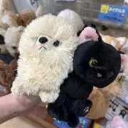 DOG &CATの画像
