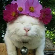ねこの画像