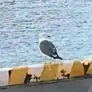 ジェンニュ（プロフ読め）の画像