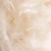 ぽむの画像