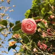 iohi☺︎の画像