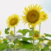 ニコの画像