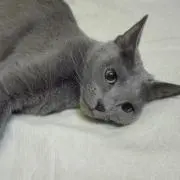 xxPIROxx