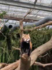 Yの画像