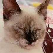 佐々木の画像