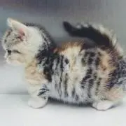 りっきぃ