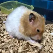 あきの画像