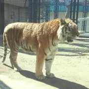 にゃんたろꕤプロフ必読