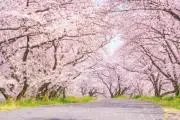 こもれびの画像