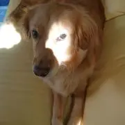 こじこじの画像