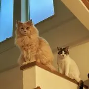 ももふく
