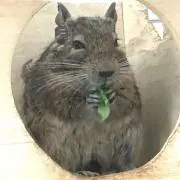 エニャの画像