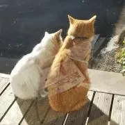 ばーちーの画像