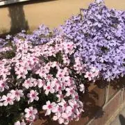 きなこ　断捨離中の画像