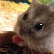 ゆりゆりの画像