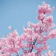 サクサクまゆげの画像