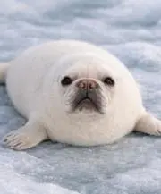 Mooの画像