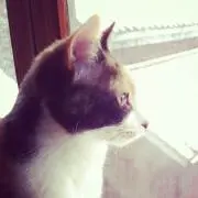 yaya