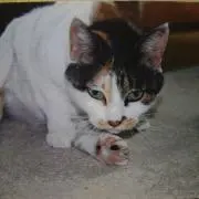 とととの画像