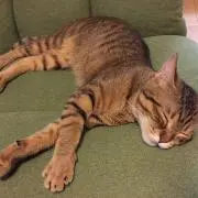 miiikoの画像