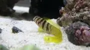 なべかの画像
