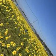 kokoの画像