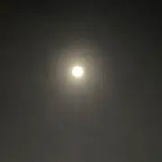 タラコ