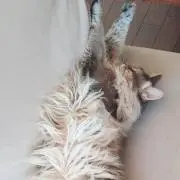 Sの画像