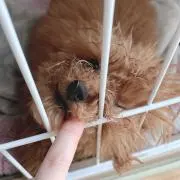 まみー