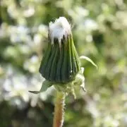 つ