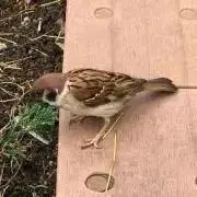 みやもとの画像