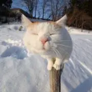 ぴこの画像