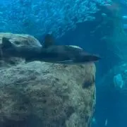 yotubaの画像
