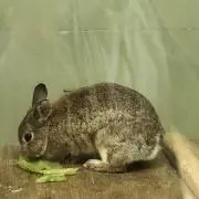うみねこの画像