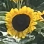 お片付け中のひまわりの画像