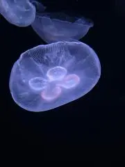 うらら⭐️夏セール中の画像