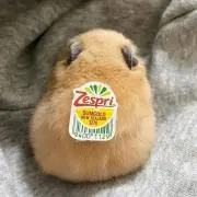 のんこの画像