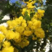 しろつめ草