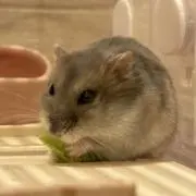 ☆きなこ☆の画像