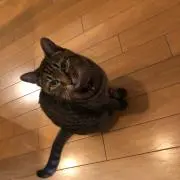 あらきさん