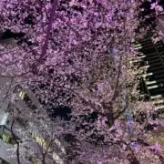 TBの画像