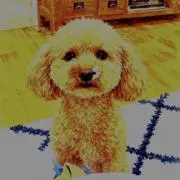 こむぎの画像