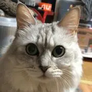 みかんの画像