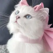 misa