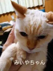 みぃや。