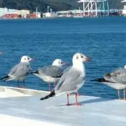 たま13の画像