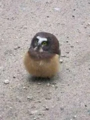 げたや